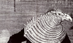 Ernst, Max - 1964 - Galerie Der Spiegel Köln (Max Ernst - Das graphische Werk)